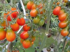 Sibirisches Birnchen Tomate Cocktailtomate aus Russland 15-20 Samen