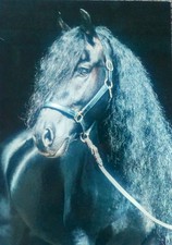 Pferdepostkarte Friesenhengst 