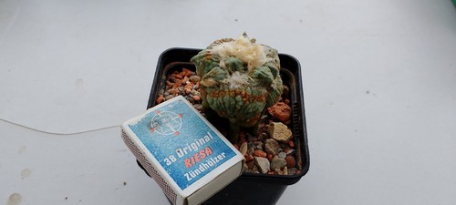 Ariocarpus retusus cauliflower