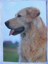 Postkarte Ansichtskarte Tiere Hund Hovawart unbeschrieben aus Sammlung alt
