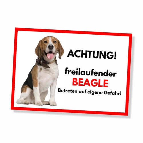 Beagle freilaufender hund dog - freilaufender,