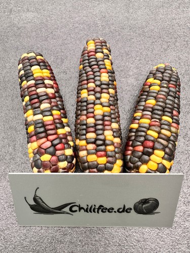Fiesta zuckermais alte - fiesta,