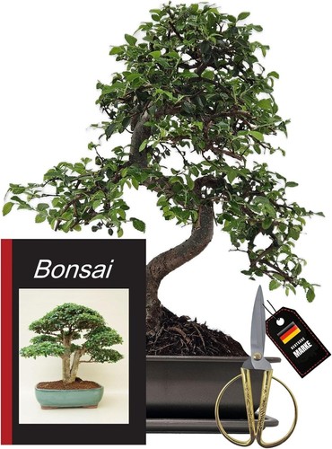 Genki bonsai - genki-bonsai, bonsai-starterset