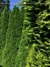 Thuja smaragd 180 200 7 - 180-200,