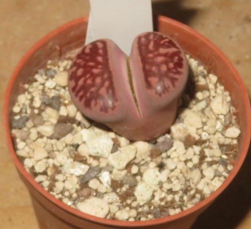 Lithops julii kikushogiyoku - julii,