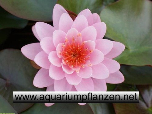Seerose der sorte fire - 1,