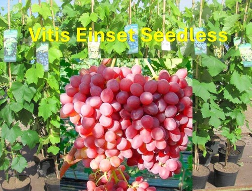 Vitis vinifera einset seetless - vitis,