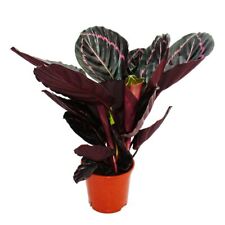 Schattenpflanze mit ausgefallenem Blattmuster - Calathea Dottie - 12cm Topf