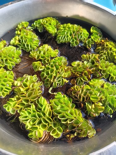 Salvinia natans schwimmfarn - salvinia,