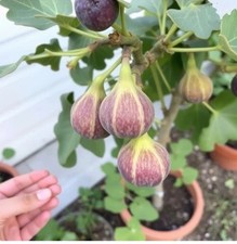 Ficus carica süße frucht - carica,