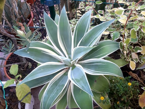 Agave attenuate ray - , light