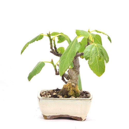 Bonsai essfeige ficus - essfeige, carica'