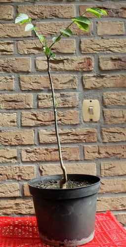 Walnussbaum setzling ca - x,