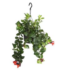 Schamblume Mona Lisa