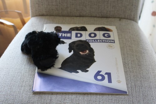 Flat coated retriever - 61,