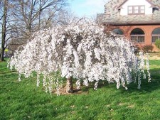 Hängende Frühlingskirsche