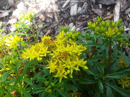 Ableger mauerpfeffer sedum - 5,