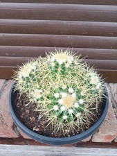 Echinocactus Grusonii "Schwiegermuttersitz" 5er Gruppenschale