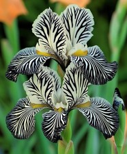 003055A Iris Zebra Stripes