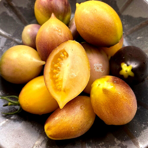 Tomate indigo kumquat - indigo,