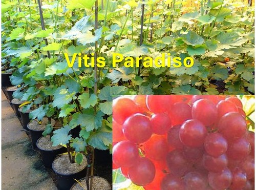 Vitis vinifera paradiso - vinifera,