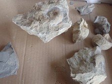 Konvolut Fossilien Ammonit Jura Versteinerungen C42