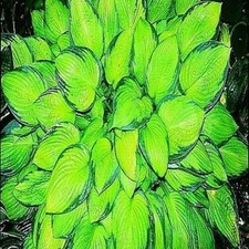 Funkie Hosta Knolle