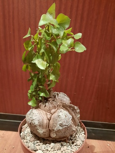 Dioscorea elephantipes super - dioscorea, elephantipes,