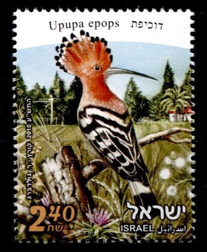 Vögel wiedehopf israel - vögel.,