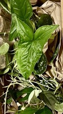 15 Live Unrooted Cuttings Of