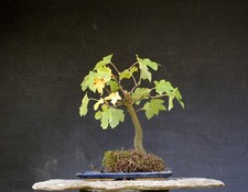 Bonsai outdoor winterhart Ahorn, Bergahorn, Acer H33 B32 D3 cm