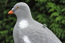 12 Stuck Beflockte Vollkörper Locktauben lockjagd Taubenjagd Top Angebot !!!