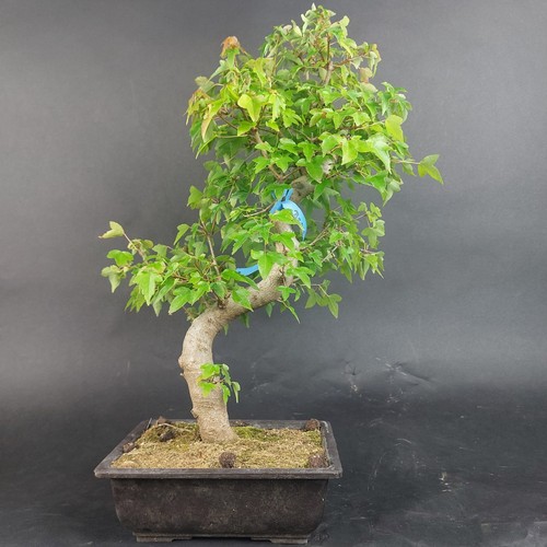 Bonsai acer buergerianum - bonsai,