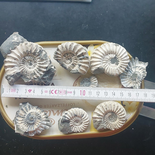 Konvolut fossiler ammoniten - konvolut,