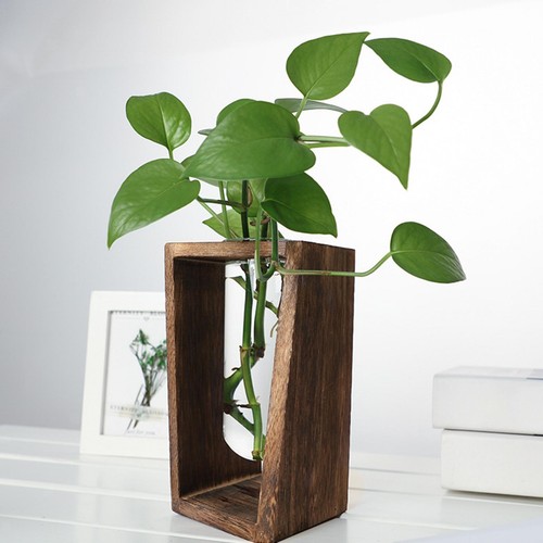 Glas hydroponik pflanze vase - glas,