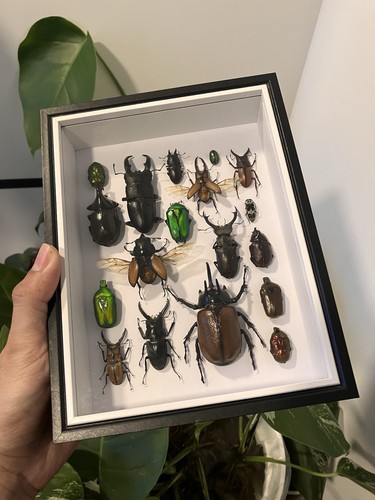 Insektenpräparat sammlung - insektenpräparat, im