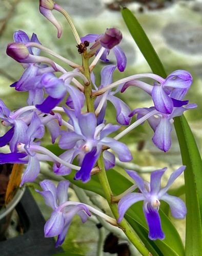 Neofinetia blue spray hybride - neofinetia,