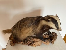 Dachs Tierpräparat aus