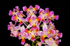 Original phal phalaenopsis - original,