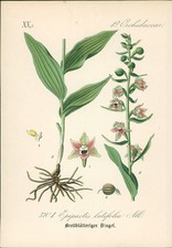 Chromolithographie - ,