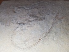 Fossilie Jura Solnhofen