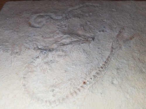 Fossil jura solnhofen - fossil,