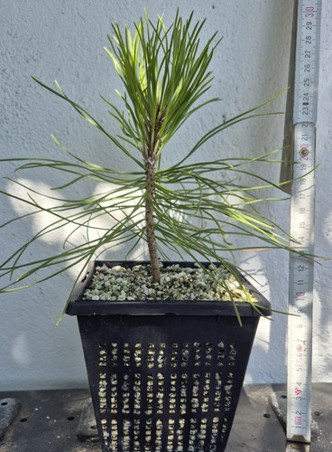 Pinus thunbergii - , /