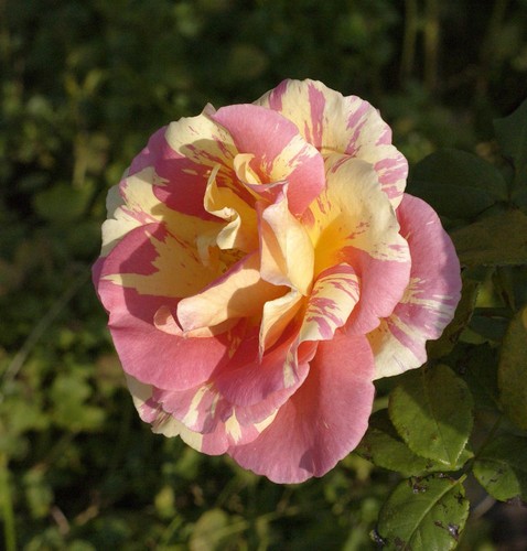 Malerrose claude monet - malerrose, monet®