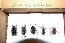5 Cerambyciden  Raritäten aus meiner Sammlung  Cer.Coll.029