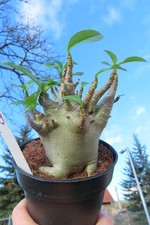 Adenium obesum Wüstenrose Caudex verzweigt Baobab Nr 159