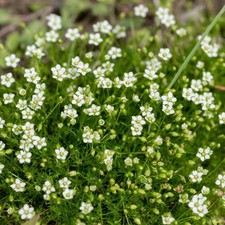 Weißer Federkiel-Hafer (Avena strigosa) – 0,03 g Samen