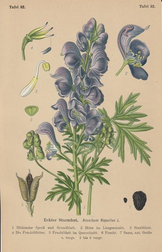 Blaue eisenhut aconitum - blaue,