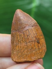 3,4 cm breiter Zahn des Carcharodontosaurus saharicus - Dinosaurier Fossil