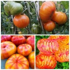 Томат Гном Конфетти (Dwarf Confetti) семена Tomate Seeds Samen